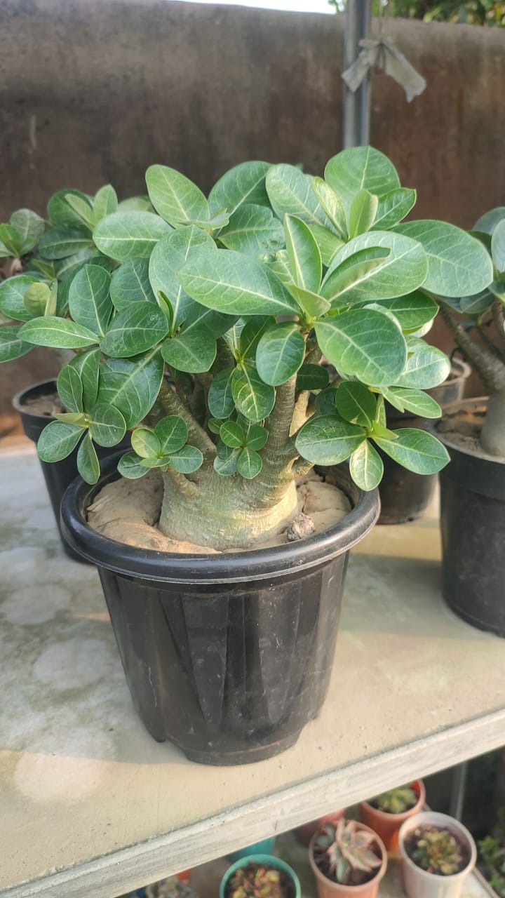 Arabicum Adenium