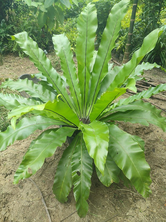 Birds Nest Fern (pot size 12")