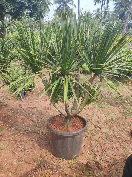 Dracena Black Draco (Pot size 22'')
