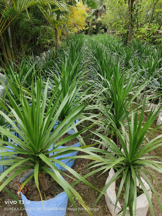 Dracena Draco (height=2.5ft)